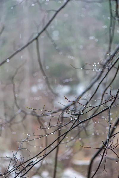 Ramos de árvores em arbustos no inverno tempo frio — Fotografia de Stock