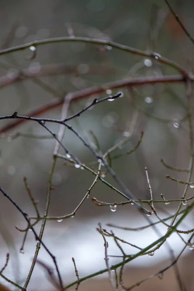 Gałęzie drzewa w krzakach w zimie zimno — Zdjęcie stockowe