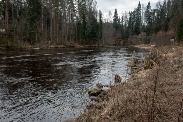 Floden Gauja i Lettland på vintern med flytande isblock — Stockfoto