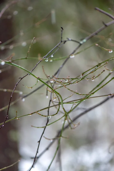 Branches d'arbres dans les buissons par temps froid hivernal — Photo