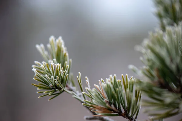 Äste im Gebüsch bei kaltem Winterwetter — Stockfoto