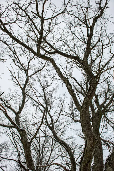Ramas de árboles en arbustos en invierno clima frío — Foto de Stock