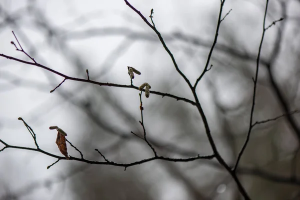 Ramos de árvores em arbustos no inverno tempo frio — Fotografia de Stock