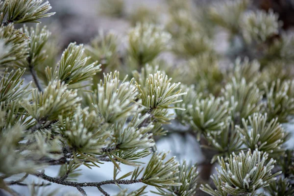Äste im Gebüsch bei kaltem Winterwetter — Stockfoto