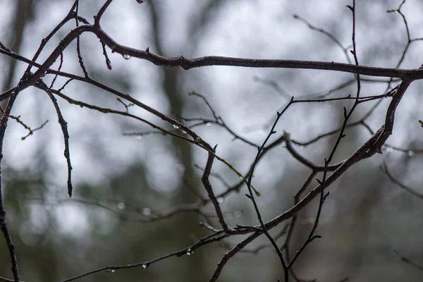 Äste im Gebüsch bei kaltem Winterwetter — Stockfoto