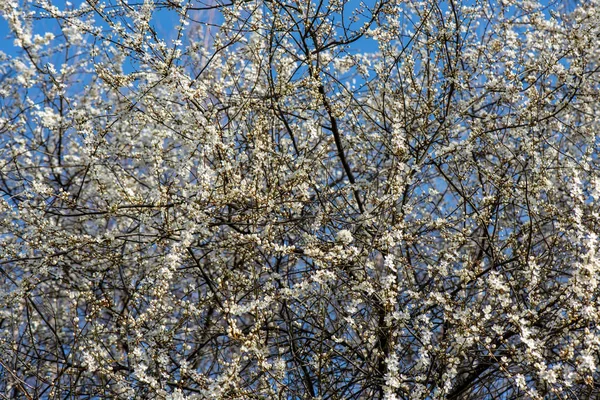 Virágzó cseresznyefa, kék ég és fehér virágok tavasszal — Stock Fotó