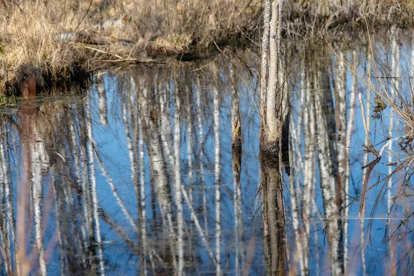 Paisaje junto al río en latvia con agua oscura y costa sucia li —  Fotos de Stock