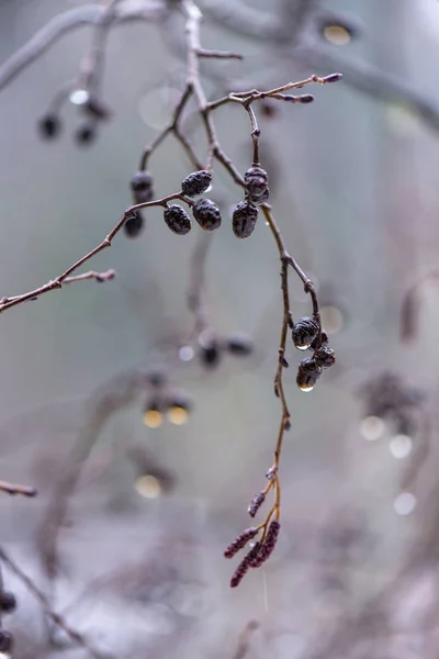 Ramas de árboles en arbustos en invierno clima frío —  Fotos de Stock