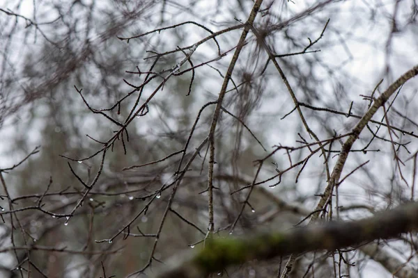 Ветви деревьев в кустах в зимнюю холодную погоду — стоковое фото