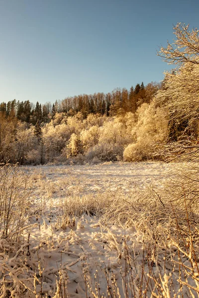 Замерзший зимний пейзаж с покрытыми снегом лесами и полями — стоковое фото