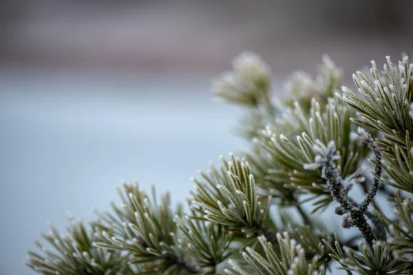 Äste im Gebüsch bei kaltem Winterwetter — Stockfoto