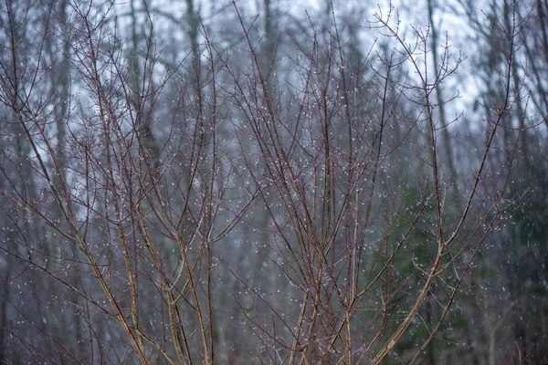 Branches d'arbres dans les buissons par temps froid hivernal — Photo