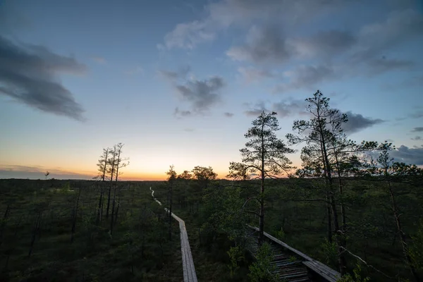 Tramonto sugli alberi nella foresta — Foto Stock