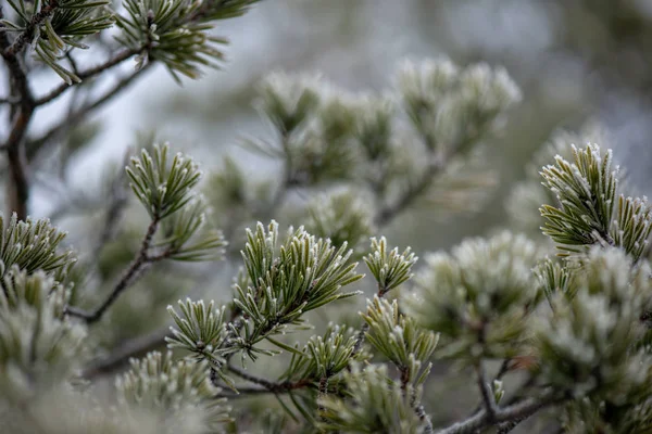 Gałęzie drzewa w krzakach w zimie zimno — Zdjęcie stockowe