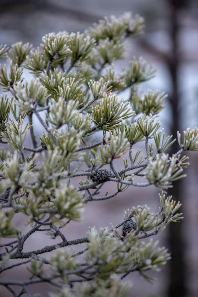 Äste im Gebüsch bei kaltem Winterwetter — Stockfoto