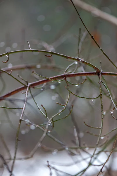 Tree branches in bushes in winter cold weather — Stock Photo, Image