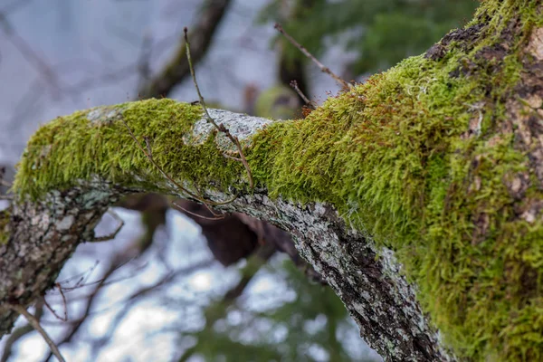 Ağaç dalları çalıların arasında kış soğuk havalarda — Stok fotoğraf