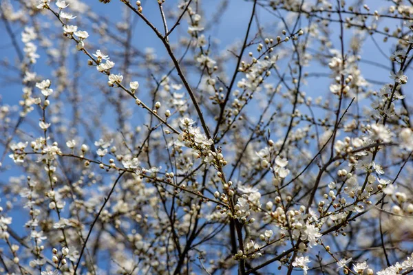 青い空と白い花で、春の桜の木を開花 — ストック写真