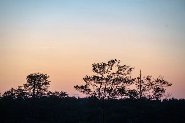 Zonsondergang over bomen in bos — Stockfoto