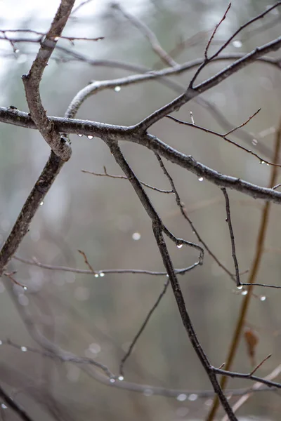 겨울 추운 날씨에 숲에서 나무 가지 — 스톡 사진
