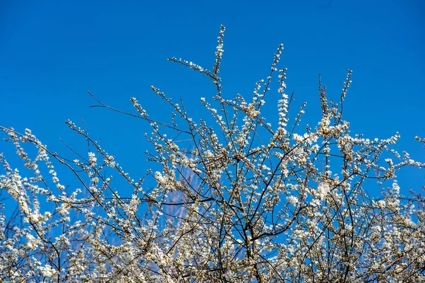 青い空と白い花で、春の桜の木を開花 — ストック写真