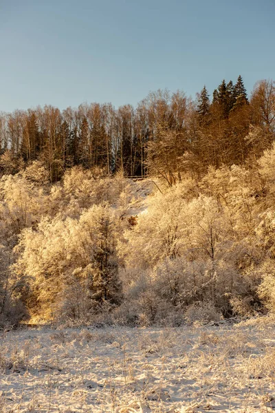 Zamrożone Zima Krajobraz z lasami i polami pokryte śniegiem — Zdjęcie stockowe