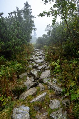sisli puslu gün yağmur ve kayalık ayak izi hiking turist. Slovakya