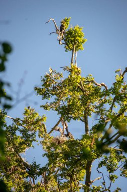 yüksek ağaçların iç içe geçirme ve gölde balık yok parazit Kuşlar sürüsü