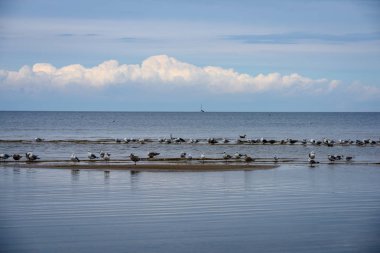 denizin kenarında plajda su yakınında yaz aylarında dinlenme Kuşlar sürüsü