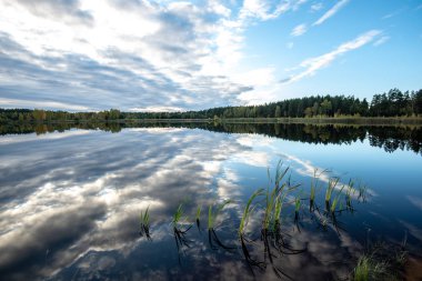 parlak güneş ışığı yansımaları, bulutlar ve ağaç ve mavi gökyüzü ile sakin göl. kırsal kesimde yaz