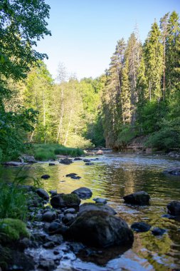 Orman Nehri ormanda, erken ışık Nehri Amata Letonya üzerinde gündoğumu. akışı kayalar ve yaz aylarında yeşil yaprakları ile