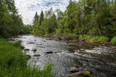 parlak güneş ışığı yansımaları, bulutlar ve ağaç ve mavi gökyüzü ile sakin göl. kırsal kesimde yaz