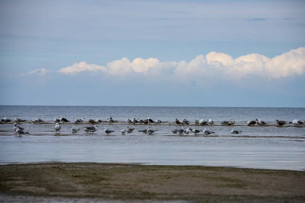 Bandada Aves Que Descansan Cerca Del Agua Playa Junto Mar —  Fotos de Stock