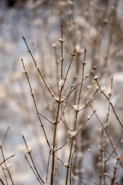Donmuş Ağaç Dalları Ile Kışın Arka Plan Bulanıklık — Stok fotoğraf