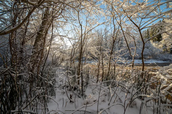 Galhos Árvores Congeladas Inverno Com Fundo Desfocado — Fotografia de Stock