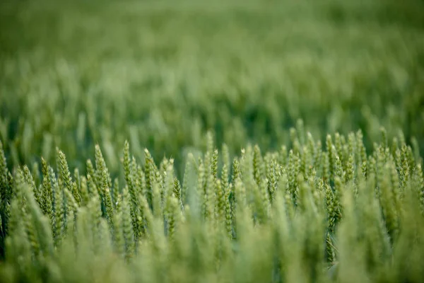 Erntereife Weizenfelder Spätsommer Unter Blauem Himmel Und Weißen Wolken Ländlicher — Stockfoto