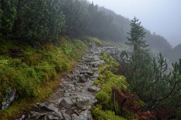 Sentiero Turistico Nebbia Giorno Nebbioso Con Pioggia Passi Rocciosi Cecoslovacchia — Foto Stock