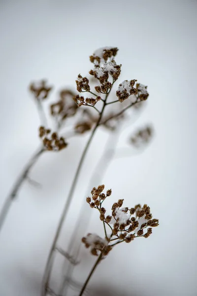 Bevroren Gras Struisgras Bovenstaande Winter Sneeuw Patroon Textuur — Stockfoto