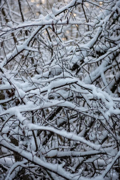 Rami Albero Congelati Inverno Con Sfondo Sfocato — Foto Stock