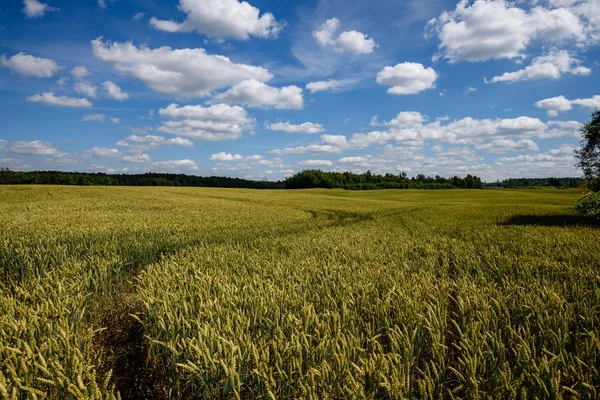 Erntereife Weizenfelder Spätsommer Unter Blauem Himmel Und Weißen Wolken Ländlicher — Stockfoto