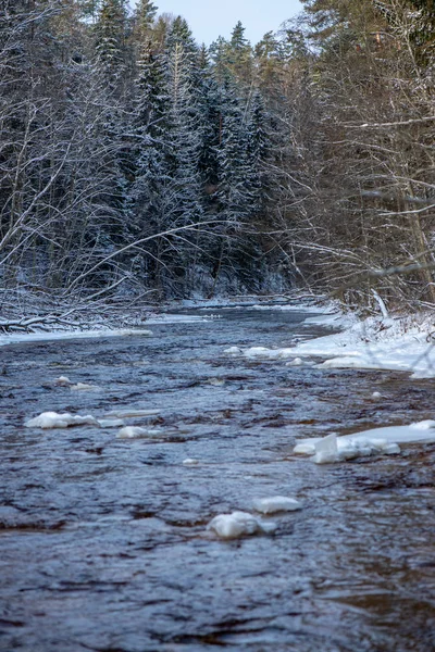 Rami Albero Congelati Inverno Con Sfondo Sfocato — Foto Stock