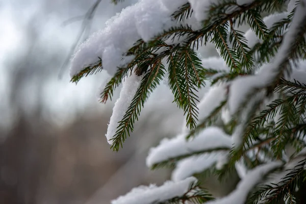 Branches Arbres Gelées Hiver Avec Fond Flou — Photo