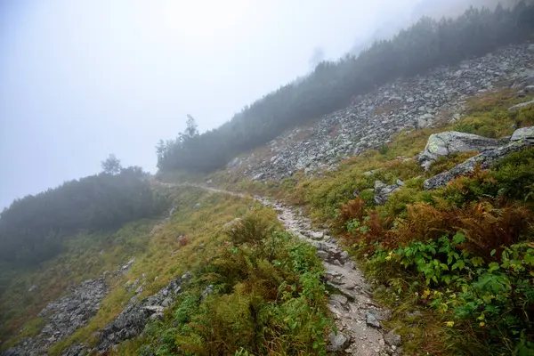 Sentiero Turistico Nebbia Giorno Nebbioso Con Pioggia Passi Rocciosi Cecoslovacchia — Foto Stock