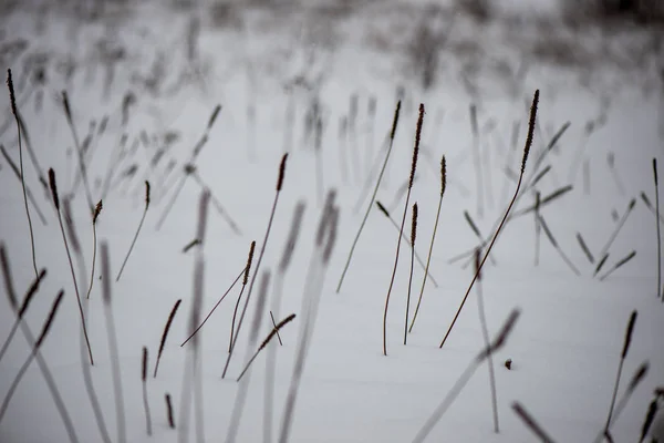 Baías Grama Congeladas Inverno Acima Textura Modelada Neve — Fotografia de Stock