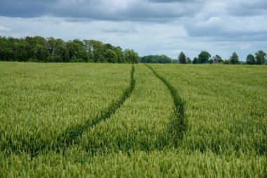 hazır buğday alanları ile beyaz bulutlar inç kırsal mavi gökyüzü altında geç yaz aylarında hasat