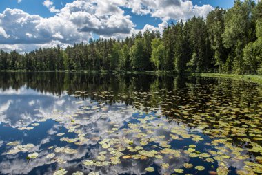 parlak güneş ışığı yansımaları, bulutlar ve ağaç ve mavi gökyüzü ile sakin göl. kırsal kesimde yaz