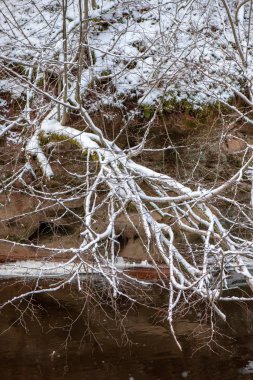 donmuş ağaç dalları ile kışın arka plan bulanıklık