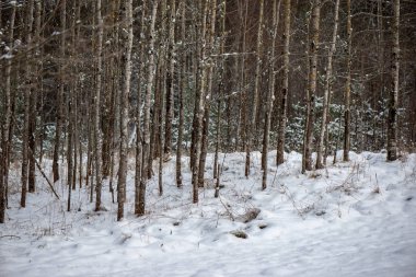 donmuş ağaç dalları ile kışın arka plan bulanıklık
