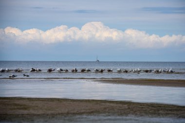 denizin kenarında plajda su yakınında yaz aylarında dinlenme Kuşlar sürüsü