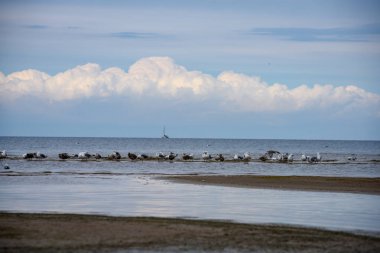 denizin kenarında plajda su yakınında yaz aylarında dinlenme Kuşlar sürüsü